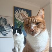 Home Owner wanting sitter in Sydney, New South Wales