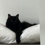 Home Owner wanting sitter in , Queensland