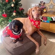 Home Owner wanting sitter in Adelaide, South Australia