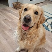 Home Owner wanting sitter in , Western Australia