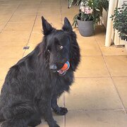 Home Owner wanting sitter in Adelaide, South Australia