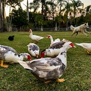 Home Owner wanting sitter in Brisbane, Queensland
