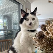 Home Owner wanting sitter in Mardi, New South Wales