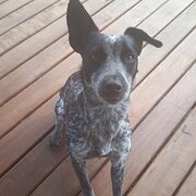 House Sitter - Experienced farm & rural property sitter