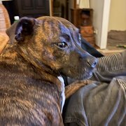 Home Owner wanting sitter in , New South Wales