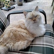 Home Owner wanting sitter in Perth, Western Australia