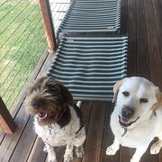Home Owner wanting sitter in , Victoria