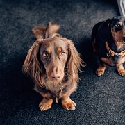 Home Owner wanting sitter in Melbourne , Victoria