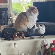 Home Owner wanting sitter in , Victoria