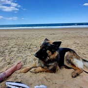 Home Owner wanting sitter in Bundaberg, Queensland