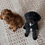 Home Owner wanting sitter in , Victoria