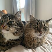 Home Owner wanting sitter in Melbourne, Victoria