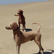 Home Owner wanting sitter in Port Macquarie, New South Wales