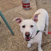 Home Owner wanting sitter in Carramar, Western Australia