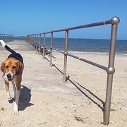 Home Owner wanting sitter in Melbourne, Victoria