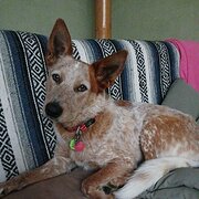 Home Owner wanting sitter in Tewantin, Queensland