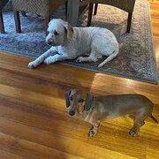 Home Owner wanting sitter in FORRESTERS BEACH, New South Wales