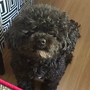 Home Owner wanting sitter in Sydney, New South Wales