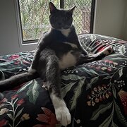 Home Owner wanting sitter in , Queensland