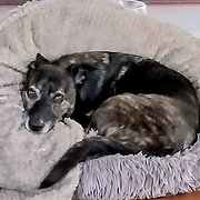 House Sitter - Furbaby