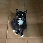 Home Owner wanting sitter in Dubbo, New South Wales