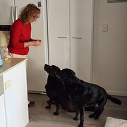 Home Owner wanting sitter in Brisbane, Queensland