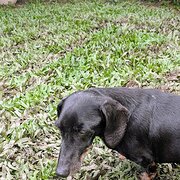 Home Owner wanting sitter in Brisbane, Queensland