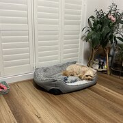 Home Owner wanting sitter in , Victoria