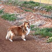 House Sitter - Respectful Reliable