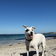 Home Owner wanting sitter in Perth, Western Australia