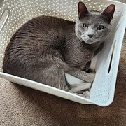 Home Owner wanting sitter in Melbourne, Victoria