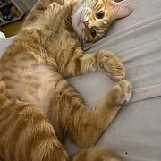 House Sitter - Aïssa- Pet sitter