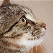 Home Owner wanting sitter in , Tasmania