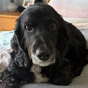 Home Owner wanting sitter in Melbourne, Victoria