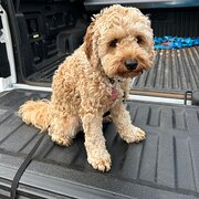 Home Owner wanting sitter in Marion, South Australia