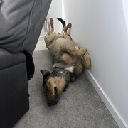 Home Owner wanting sitter in , Queensland