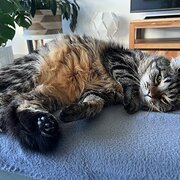 Home Owner wanting sitter in Melbourne , Victoria