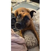 Home Owner wanting sitter in , Queensland