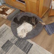 Home Owner wanting sitter in , Western Australia