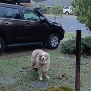Home Owner wanting sitter in Coffs Harbour, New South Wales