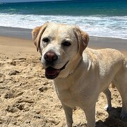 Home Owner wanting sitter in Sydney, New South Wales