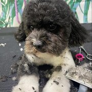 Home Owner wanting sitter in Perth, Western Australia