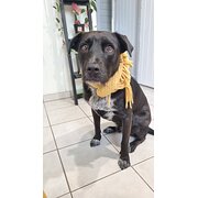 Home Owner wanting sitter in Mackay, Queensland