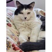 Home Owner wanting sitter in Mount Barker, South Australia