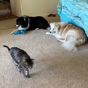 Home Owner wanting sitter in Adelaide , South Australia
