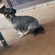 Home Owner wanting sitter in Perth, Western Australia