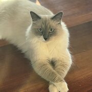 Home Owner wanting sitter in , Queensland