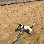 Home Owner wanting sitter in MORNINGTON , Victoria