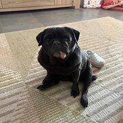 Home Owner wanting sitter in Perth, Western Australia