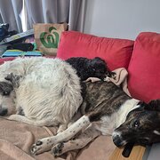 Home Owner wanting sitter in Orange, New South Wales